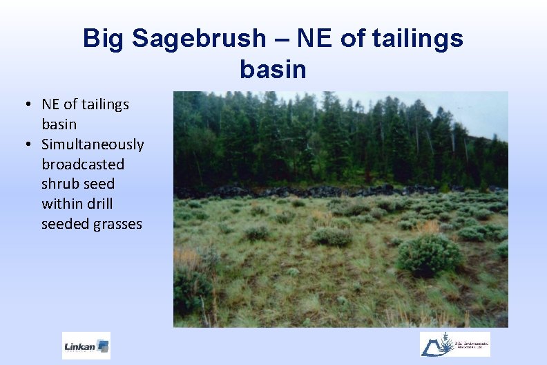 Big Sagebrush – NE of tailings basin • Simultaneously broadcasted shrub seed within drill