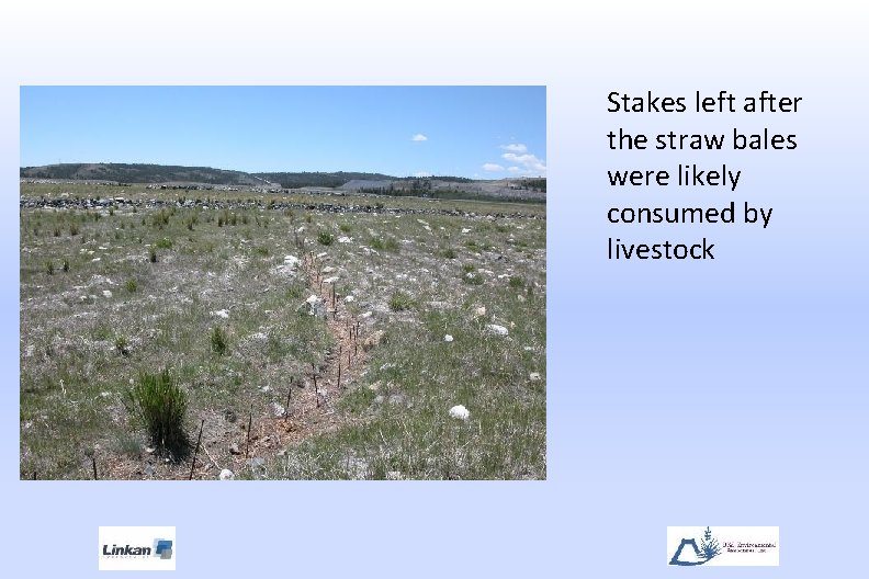 Stakes left after the straw bales were likely consumed by livestock 