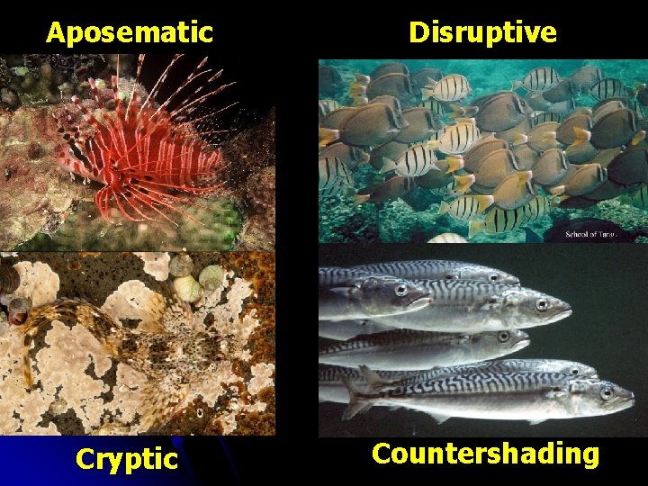 Aposematic Disruptive Cryptic Countershading 