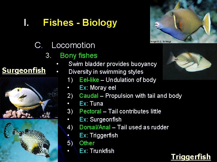 I. Fishes - Biology C. Locomotion 3. Surgeonfish Bony fishes • • Swim bladder