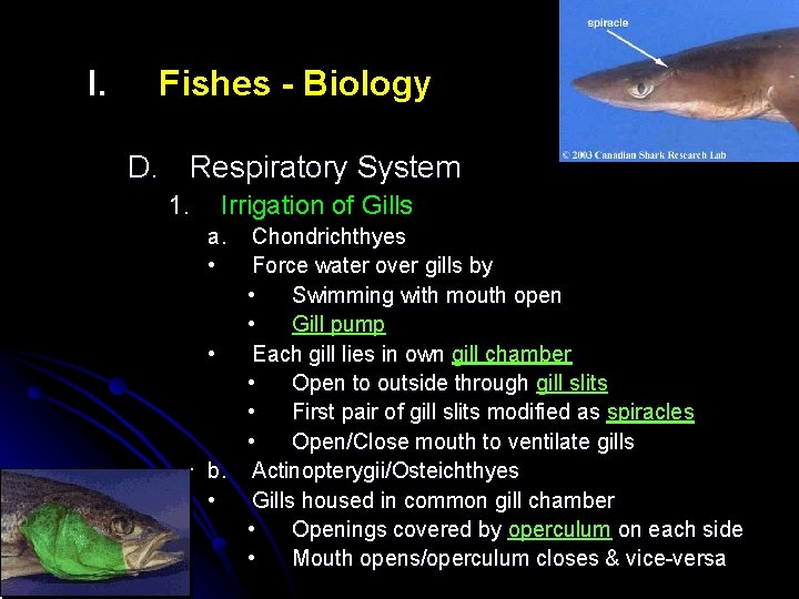 I. Fishes - Biology D. Respiratory System 1. Irrigation of Gills a. • Chondrichthyes