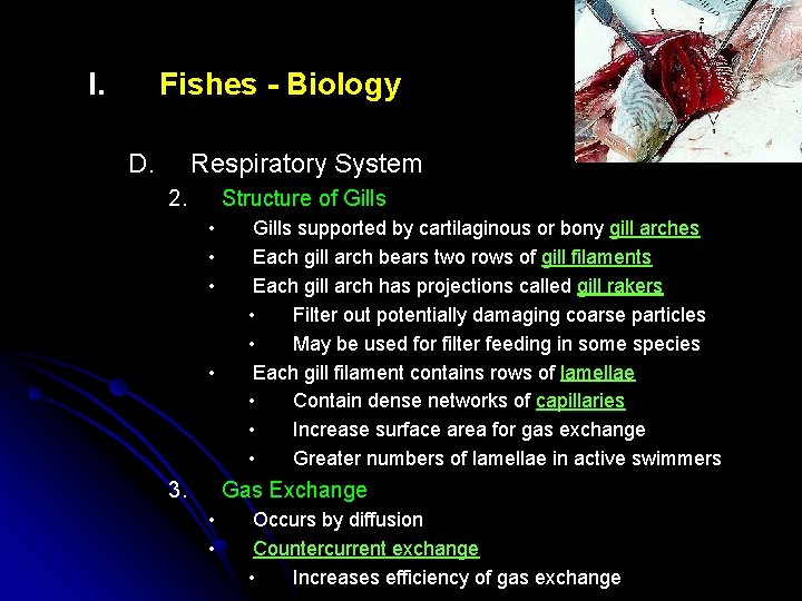 I. Fishes - Biology D. Respiratory System 2. Structure of Gills • • 3.