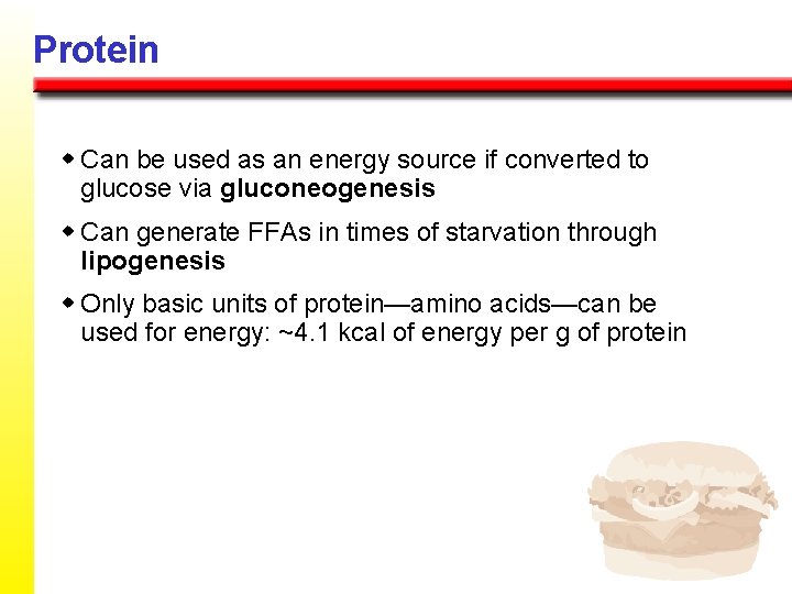 Protein w Can be used as an energy source if converted to glucose via