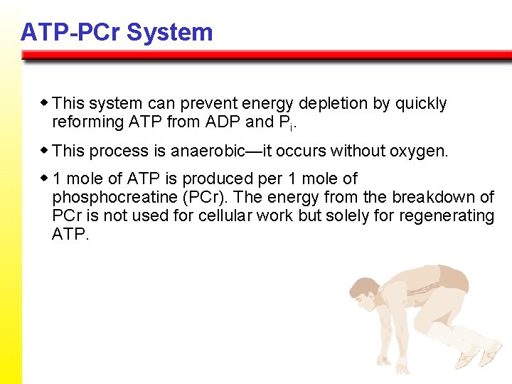 ATP-PCr System w This system can prevent energy depletion by quickly reforming ATP from