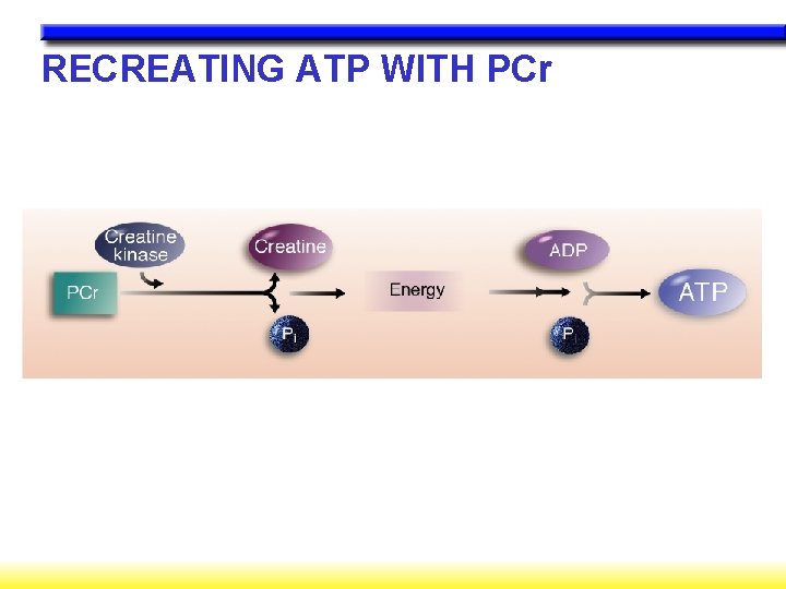 RECREATING ATP WITH PCr 