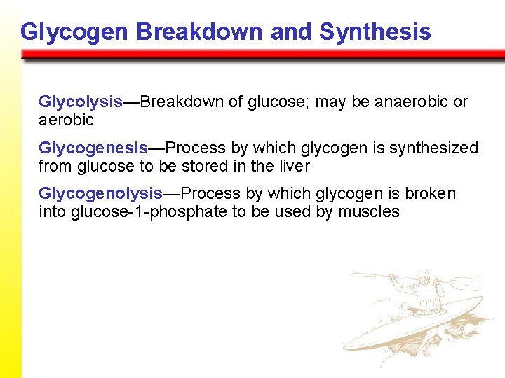Glycogen Breakdown and Synthesis Glycolysis—Breakdown of glucose; may be anaerobic or aerobic Glycogenesis—Process by