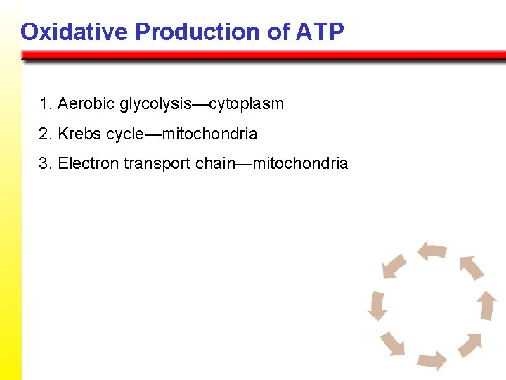 Oxidative Production of ATP 1. Aerobic glycolysis—cytoplasm 2. Krebs cycle—mitochondria 3. Electron transport chain—mitochondria