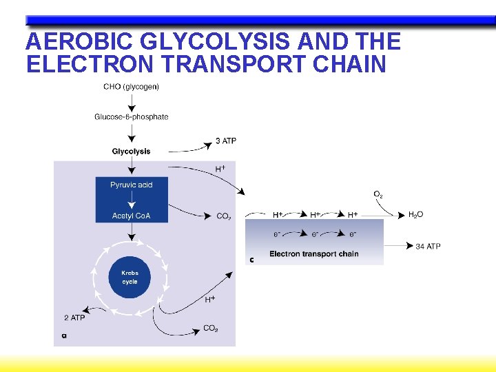 AEROBIC GLYCOLYSIS AND THE ELECTRON TRANSPORT CHAIN AEROBIC GLYCOLYSIS AND THE ELECTRON TRANSPORT CHAIN