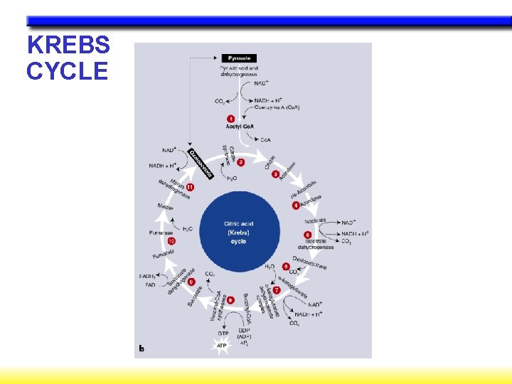 KREBS CYCLE KREBS CYCLE