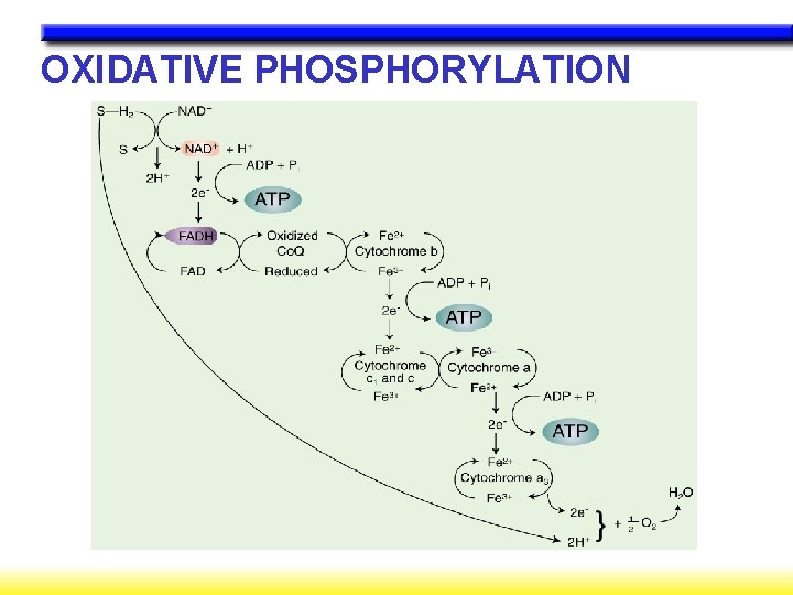 OXIDATIVE PHOSPHORYLATION ¯ OXIDATIVE PHOSPHORYLATION ¯
