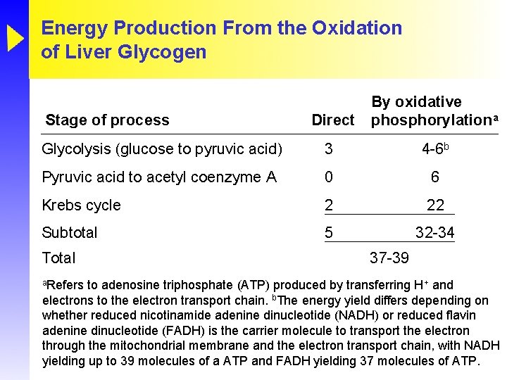 Energy Production From the Oxidation of Liver Glycogen Direct By oxidative phosphorylationa Glycolysis (glucose