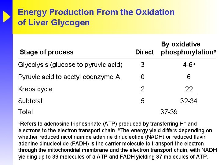 Energy Production From the Oxidation of Liver Glycogen Direct By oxidative phosphorylationa Glycolysis (glucose Energy Production From the Oxidation of Liver Glycogen Direct By oxidative phosphorylationa Glycolysis (glucose