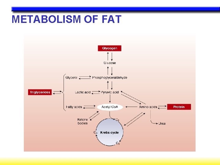 METABOLISM OF FAT METABOLISM OF FAT