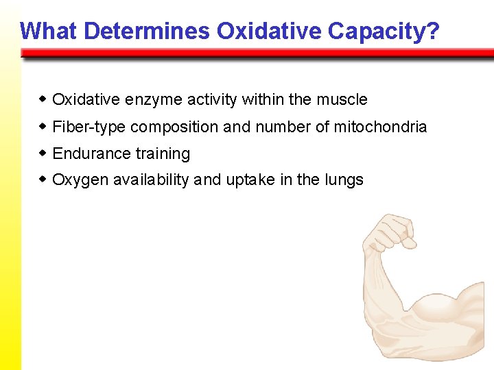What Determines Oxidative Capacity? w Oxidative enzyme activity within the muscle w Fiber-type composition What Determines Oxidative Capacity? w Oxidative enzyme activity within the muscle w Fiber-type composition