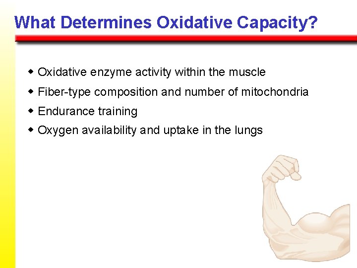 What Determines Oxidative Capacity? w Oxidative enzyme activity within the muscle w Fiber-type composition