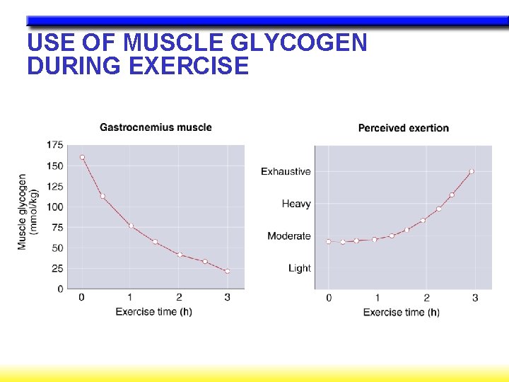 USE OF MUSCLE GLYCOGEN DURING EXERCISE 