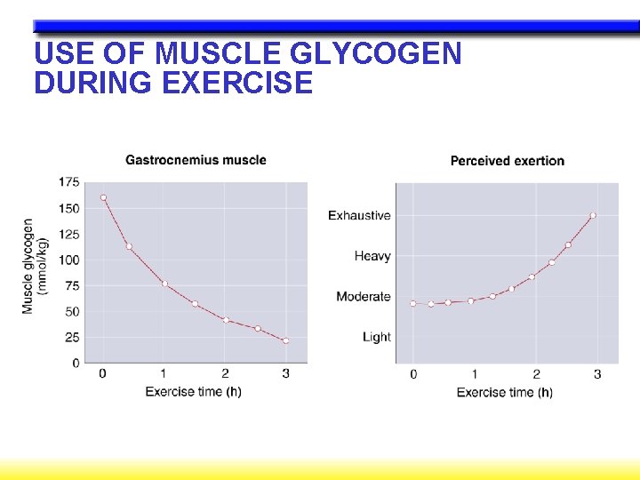 USE OF MUSCLE GLYCOGEN DURING EXERCISE USE OF MUSCLE GLYCOGEN DURING EXERCISE