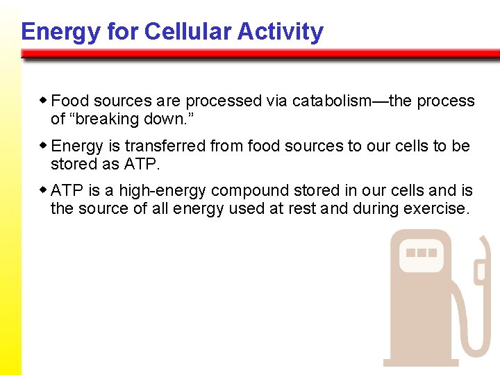 Energy for Cellular Activity w Food sources are processed via catabolism—the process of “breaking