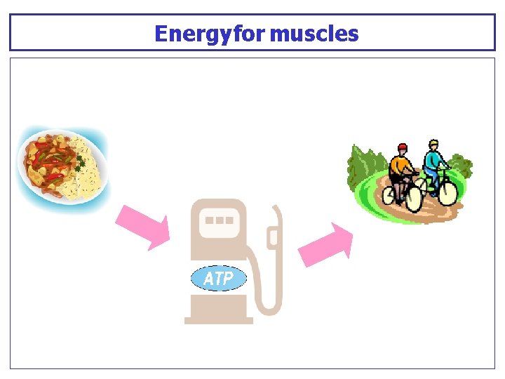 Energyfor muscles Energyfor muscles