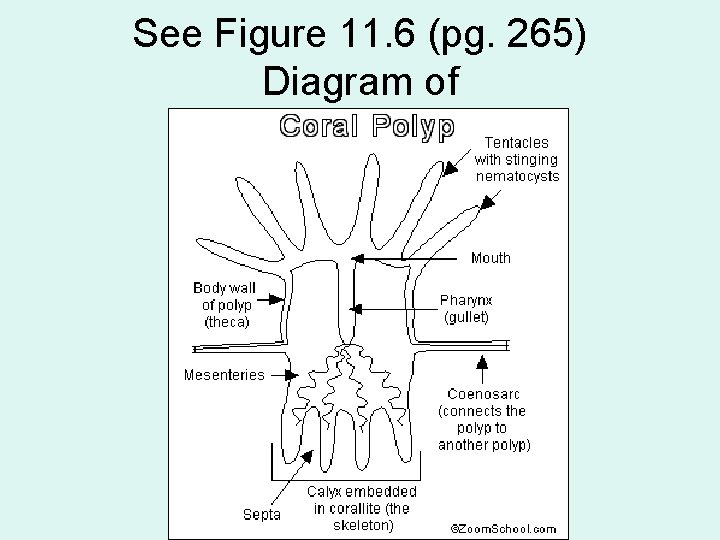 See Figure 11. 6 (pg. 265) Diagram of 
