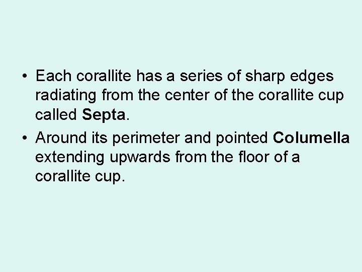  • Each corallite has a series of sharp edges radiating from the center