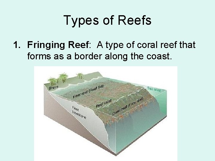 Types of Reefs 1. Fringing Reef: A type of coral reef that forms as