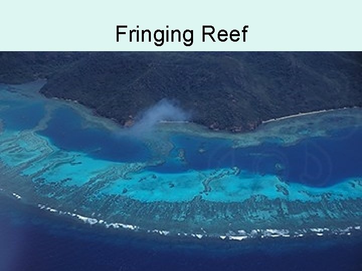 Fringing Reef 