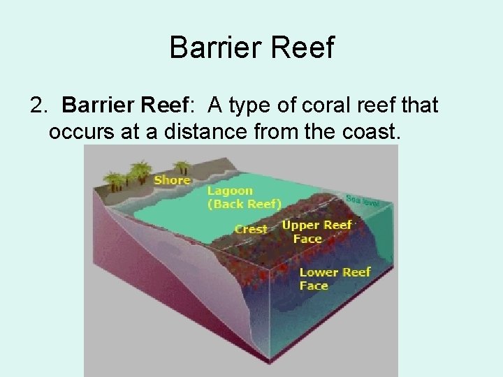 Barrier Reef 2. Barrier Reef: A type of coral reef that occurs at a