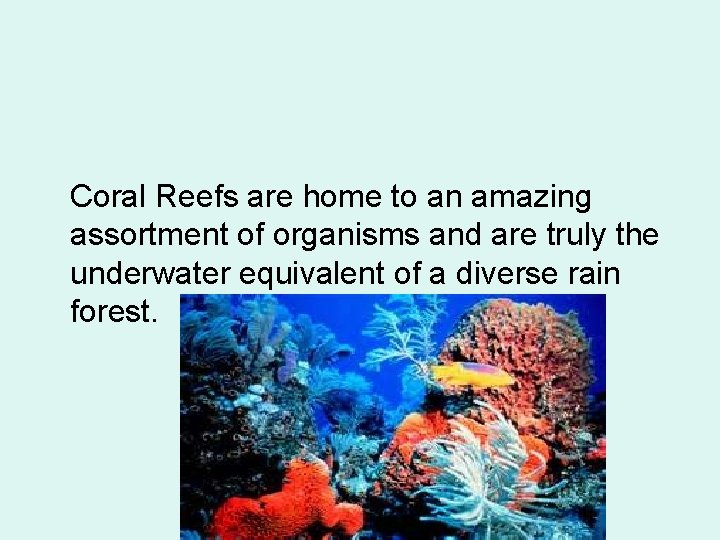 Coral Reefs are home to an amazing assortment of organisms and are truly the