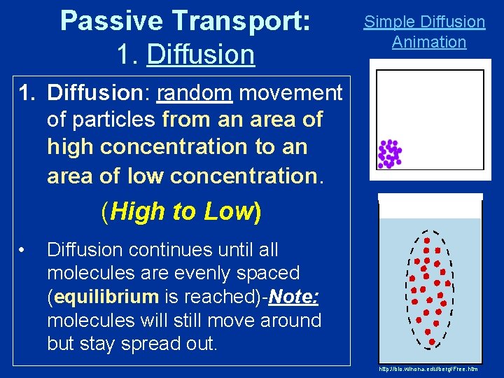 Passive Transport: 1. Diffusion Simple Diffusion Animation 1. Diffusion: random movement of particles from