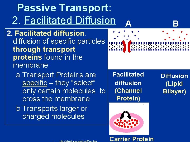 Passive Transport: 2. Facilitated Diffusion A 2. Facilitated diffusion: diffusion of specific particles through