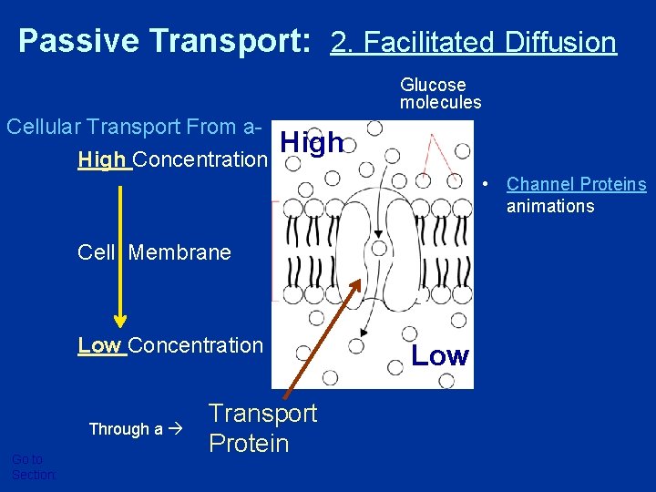 Passive Transport: 2. Facilitated Diffusion Glucose molecules Cellular Transport From a. High Concentration High