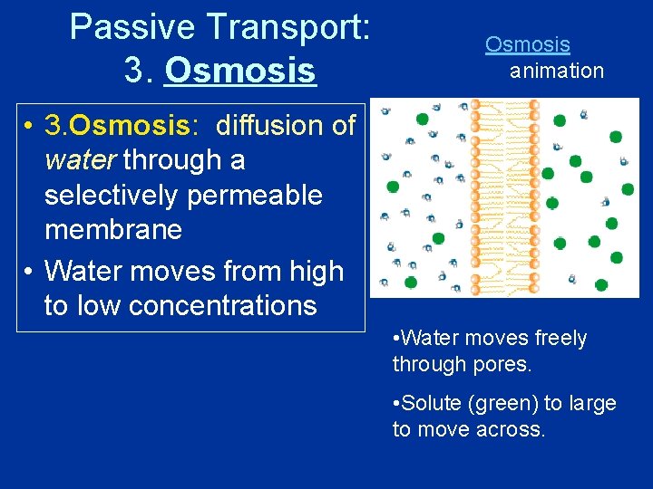 Passive Transport: 3. Osmosis animation • 3. Osmosis: diffusion of water through a selectively
