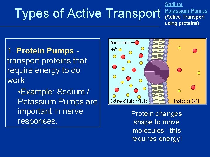 Types of Active Transport 1. Protein Pumps transport proteins that require energy to do