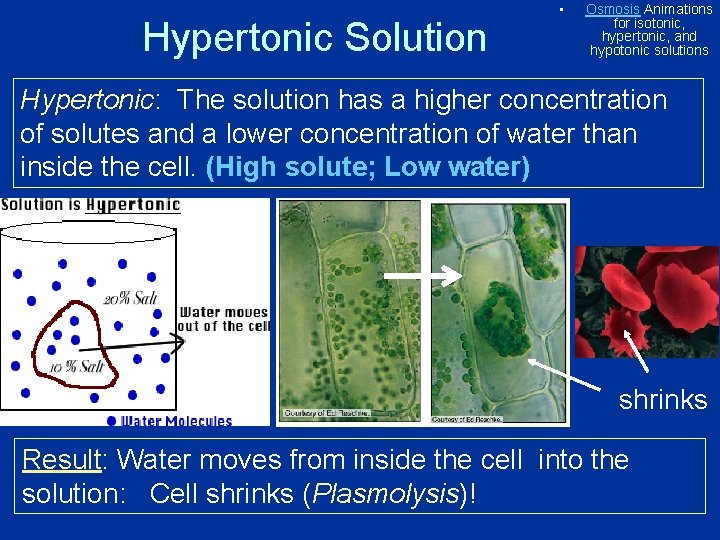Hypertonic Solution • Osmosis Animations for isotonic, hypertonic, and hypotonic solutions Hypertonic: The solution