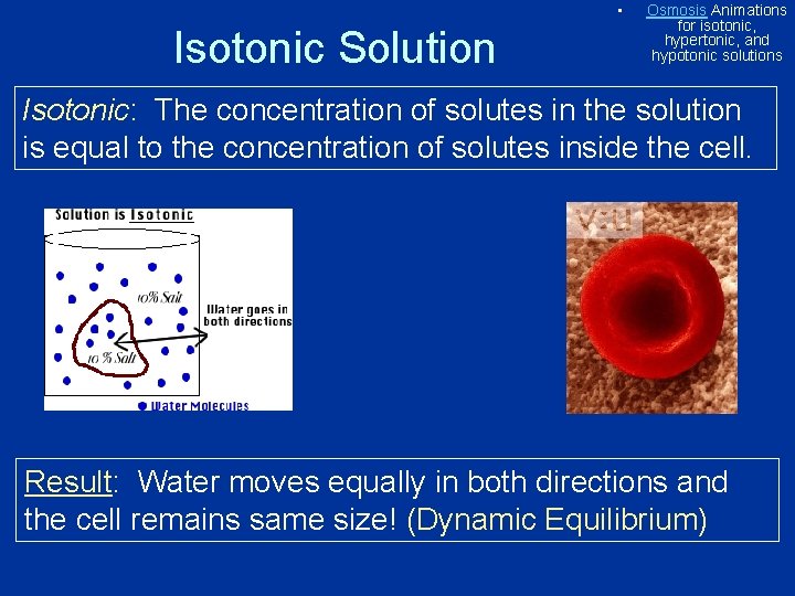  • Isotonic Solution Osmosis Animations for isotonic, hypertonic, and hypotonic solutions Isotonic: The
