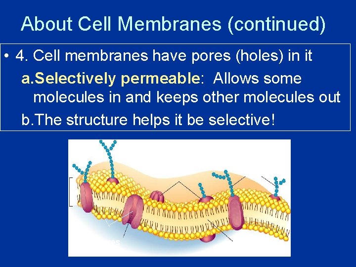 About Cell Membranes (continued) • 4. Cell membranes have pores (holes) in it a.