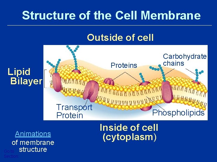Structure of the Cell Membrane Outside of cell Proteins Lipid Bilayer Transport Protein Animations