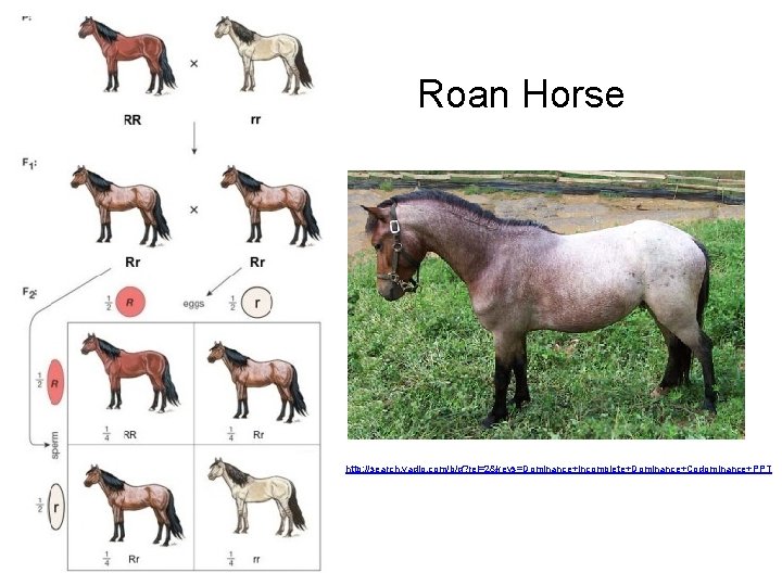 Roan Horse http: //search. vadlo. com/b/q? rel=2&keys=Dominance+Incomplete+Dominance+Codominance+PPT 