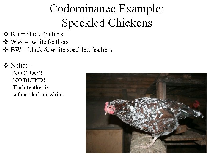 Codominance Example: Speckled Chickens v BB = black feathers v WW = white feathers