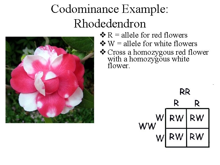 Codominance Example: Rhodedendron v R = allele for red flowers v W = allele