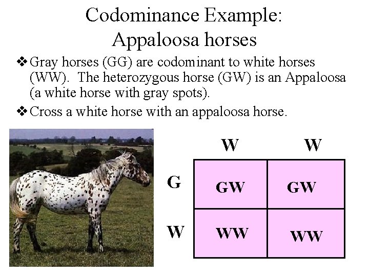 Codominance Example: Appaloosa horses v Gray horses (GG) are codominant to white horses (WW).