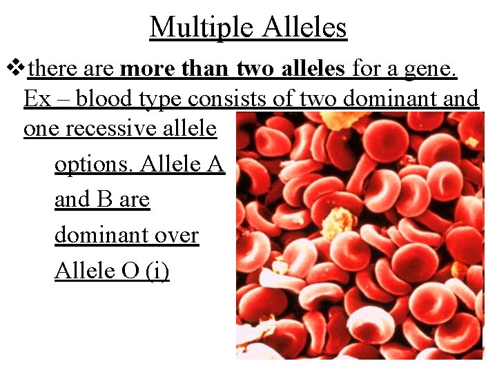 Multiple Alleles vthere are more than two alleles for a gene. Ex – blood