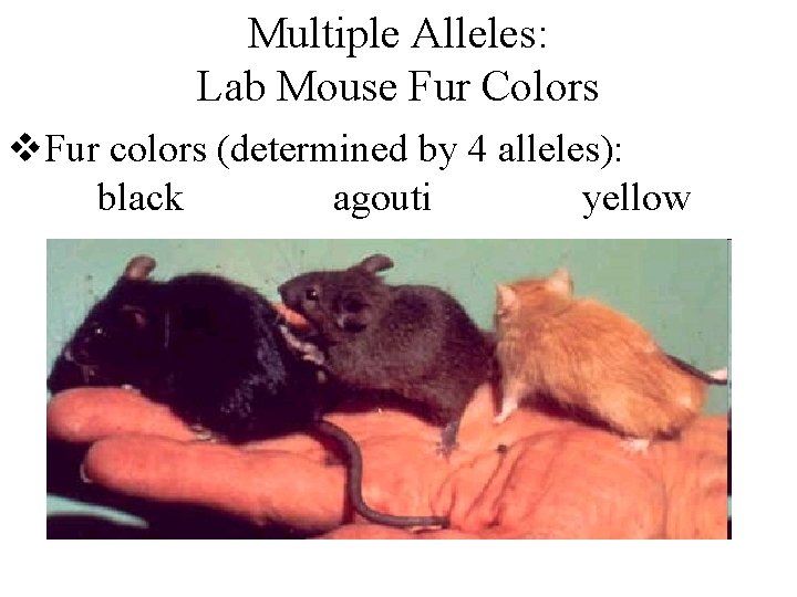 Multiple Alleles: Lab Mouse Fur Colors v. Fur colors (determined by 4 alleles): black