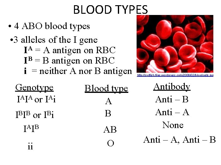 BLOOD TYPES • 4 ABO blood types • 3 alleles of the I gene