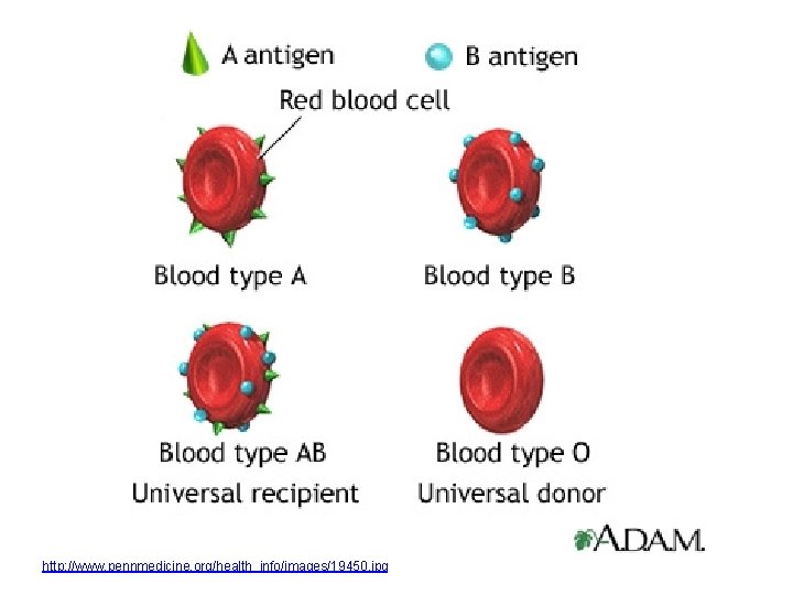 http: //www. pennmedicine. org/health_info/images/19450. jpg 