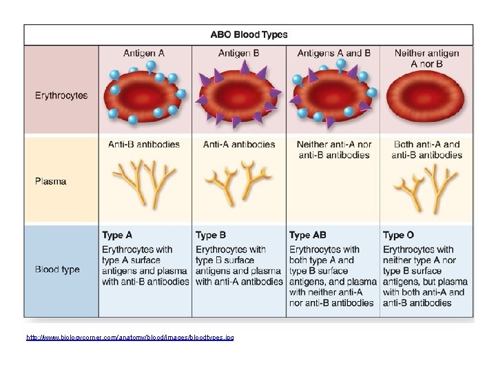 http: //www. biologycorner. com/anatomy/blood/images/bloodtypes. jpg 