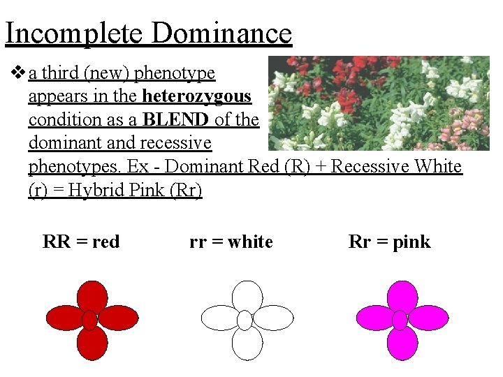 Incomplete Dominance v a third (new) phenotype appears in the heterozygous condition as a