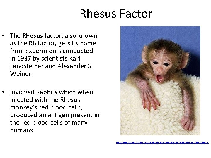 Rhesus Factor • The Rhesus factor, also known as the Rh factor, gets its