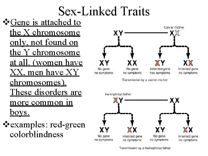 Sex-Linked Traits v. Gene is attached to the X chromosome only, not found on